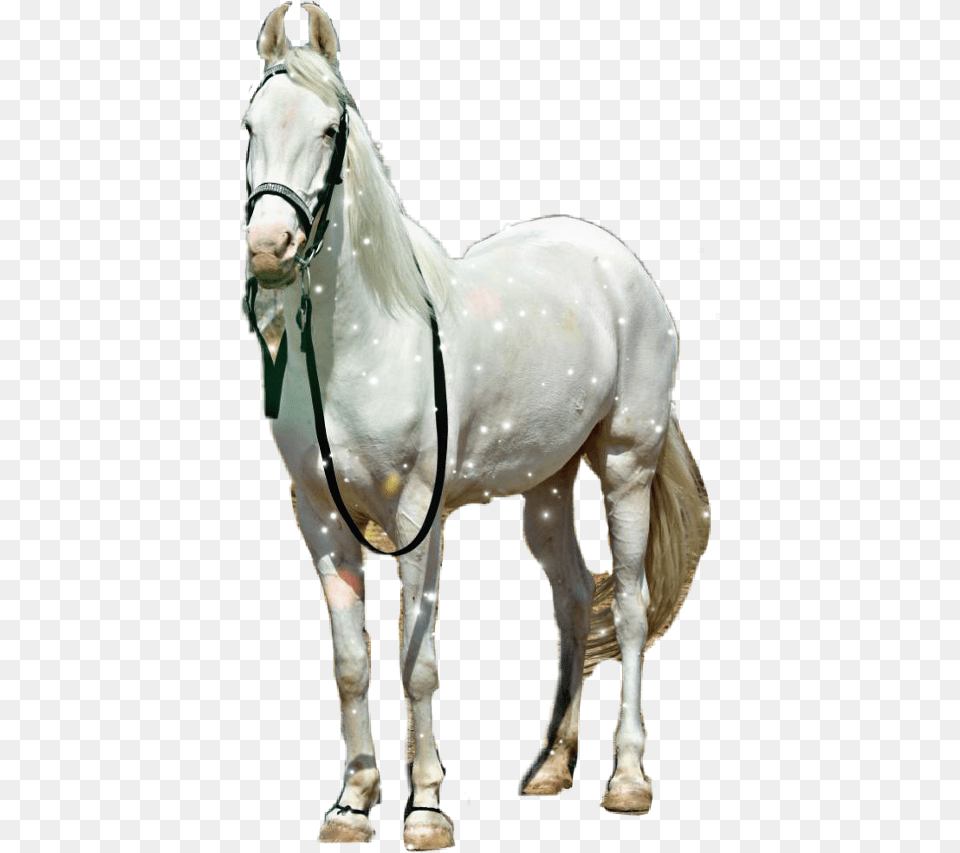 Stallion, Animal, Horse, Mammal, Andalusian Horse Png Image