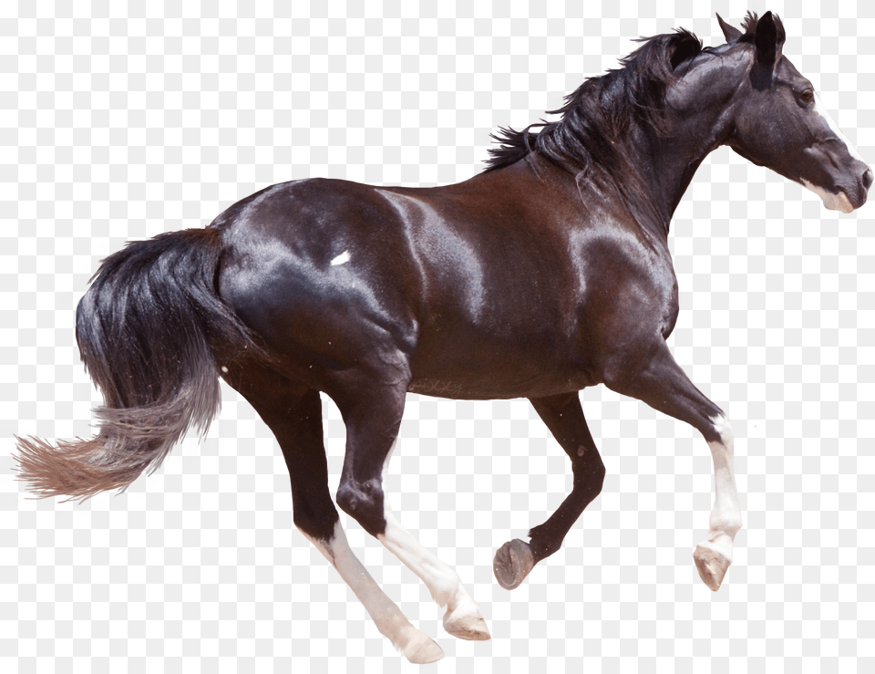 Stallion Clipart Running Horse Free Transparent Png