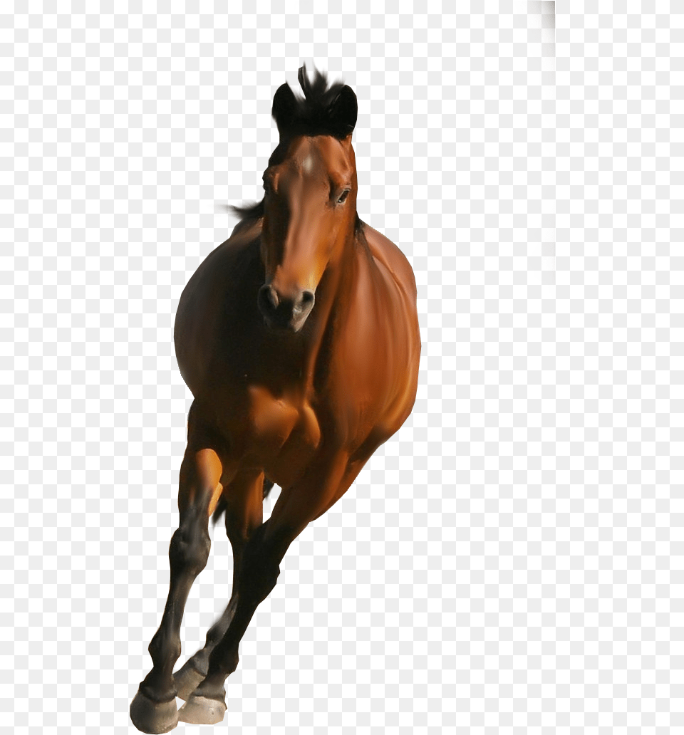 Stallion Picsart Horse Hd, Animal, Colt Horse, Mammal Free Transparent Png