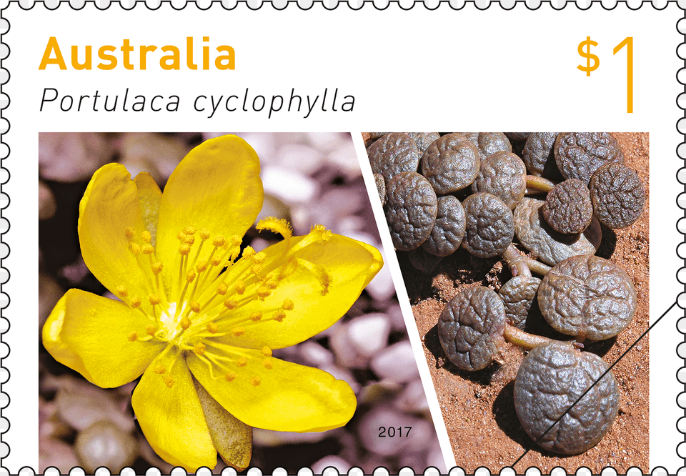 Stamp Featuring Portulaca Cyclophylla Australian Stamps 2017, Plant, Pollen, Anther, Flower Png Image