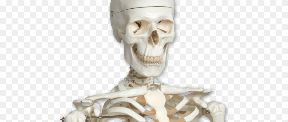Stan Is The World39s Most Popular Skeleton Model Anatomy Stuff, Person, Head, Face Free Png