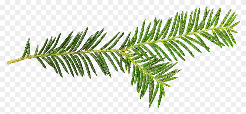 Stand Alone Conifer, Fir, Leaf, Plant Free Png