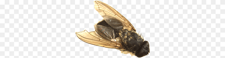 Standard Housefly But Is Slightly Bigger House Fly, Animal, Insect, Invertebrate Png