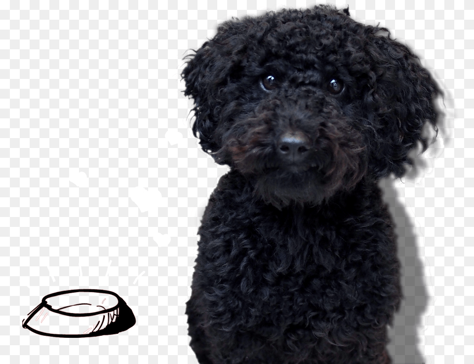 Standard Poodle, Animal, Canine, Dog, Mammal Png