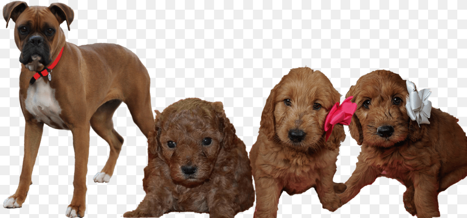 Standard Poodle, Animal, Canine, Dog, Mammal Free Png
