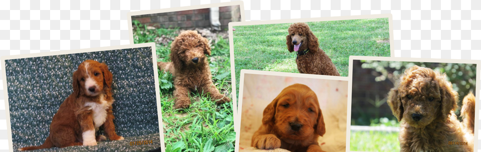 Standard Poodle, Animal, Canine, Dog, Mammal Free Png Download