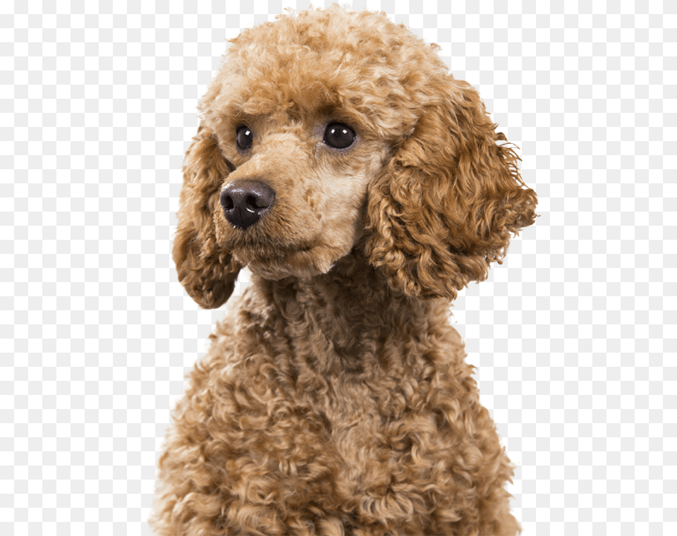 Standard Poodle Miniature Poodle Cockapoo Spanish Water Miniature Poodle, Animal, Canine, Dog, Mammal Png Image