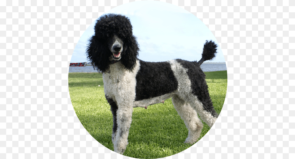 Standard Poodle Miniature Portuguese Water Dog Water Dog, Animal, Canine, Mammal, Pet Png Image
