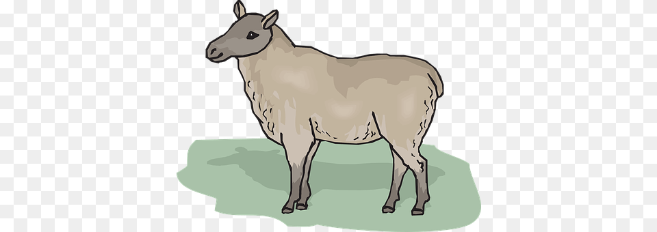 Standing Animal, Livestock, Mammal, Sheep Free Png Download