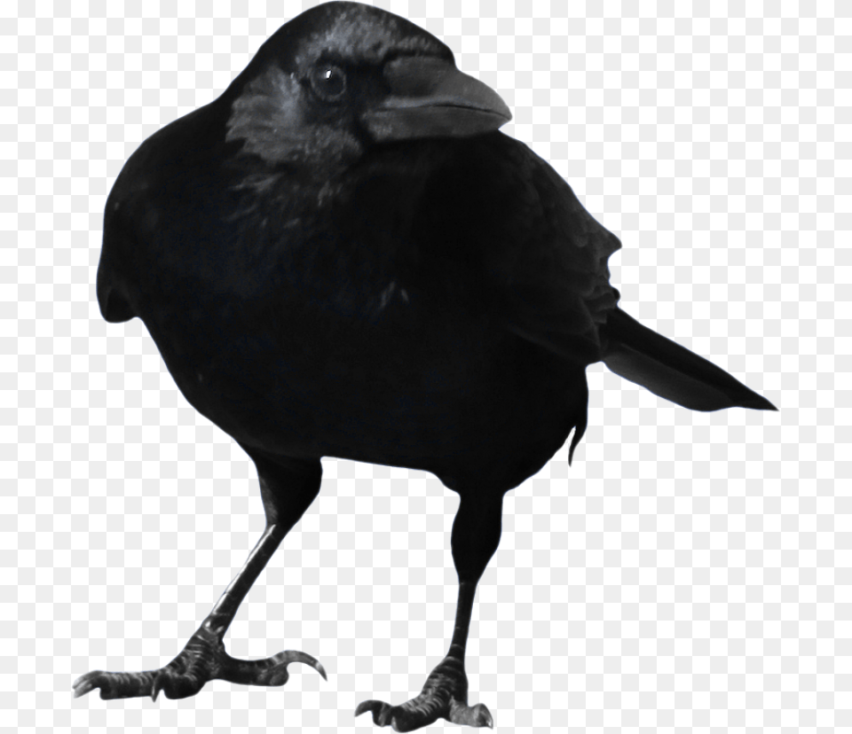 Standing Crow, Animal, Bird, Blackbird Png
