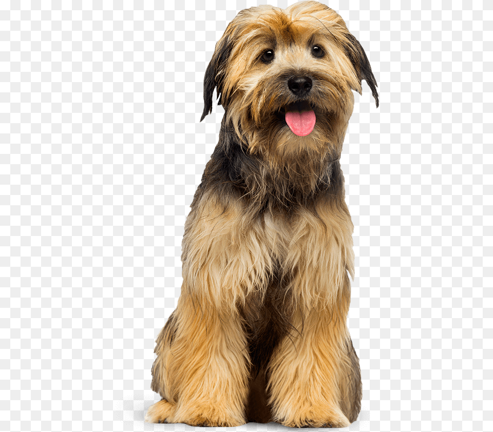 Standing Dogs, Animal, Canine, Dog, Mammal Free Png