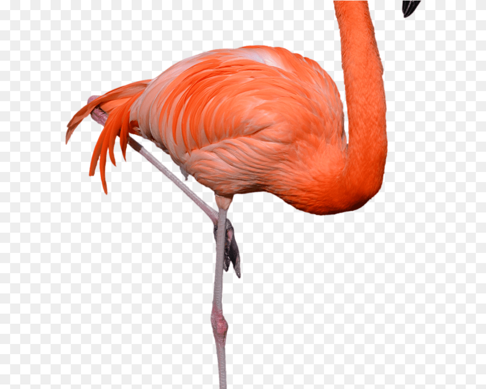 Standing Flamingo Clipart Hd Wallpaper Flamingo, Animal, Bird Png Image