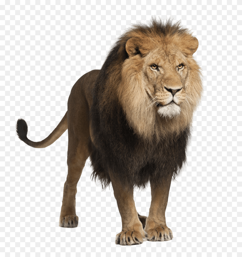 Standing Male Lion, Animal, Mammal, Wildlife Png