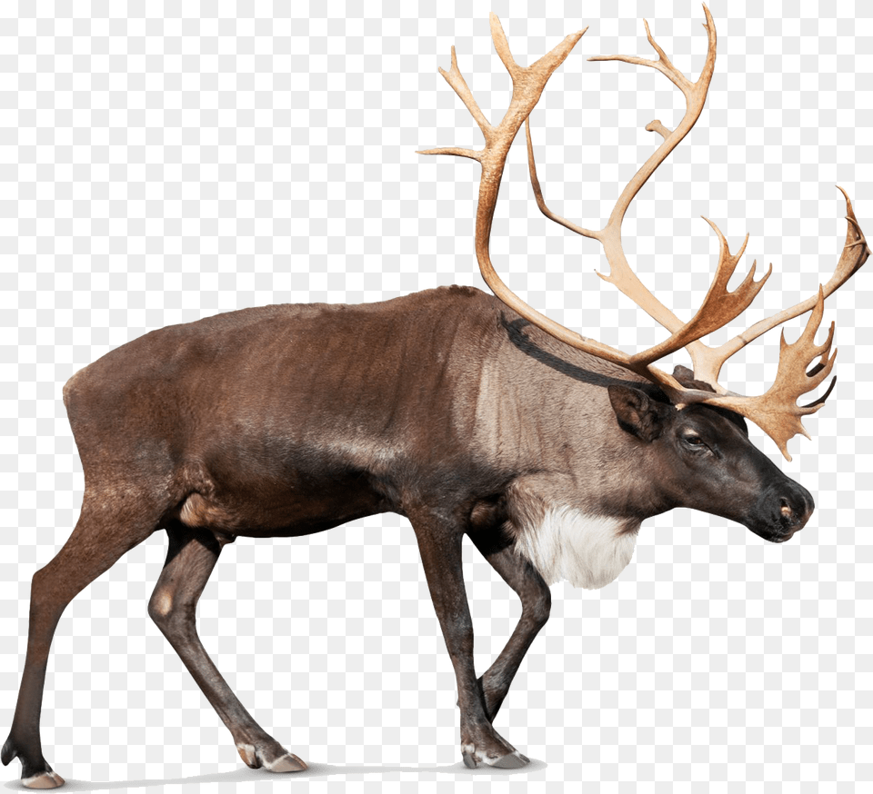 Standing Moose Image Caribou Reindeer, Animal, Deer, Mammal, Wildlife Free Png Download