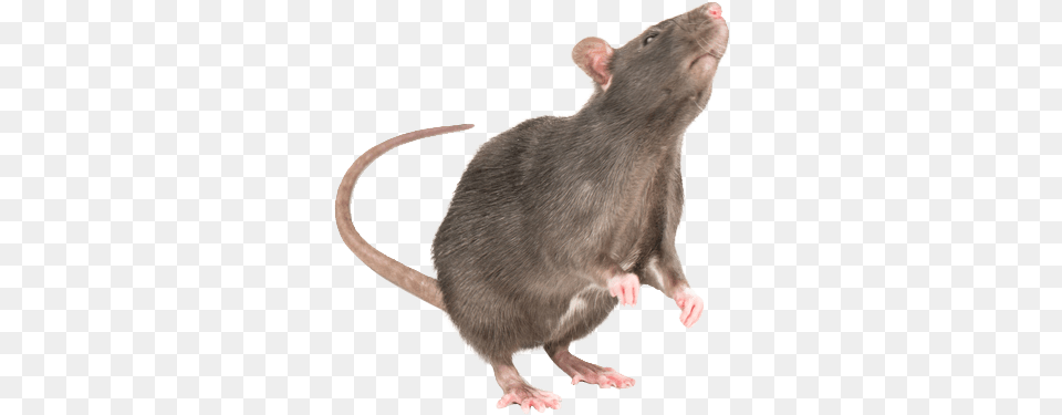 Standing Rat Transparent, Animal, Mammal, Rodent Free Png Download