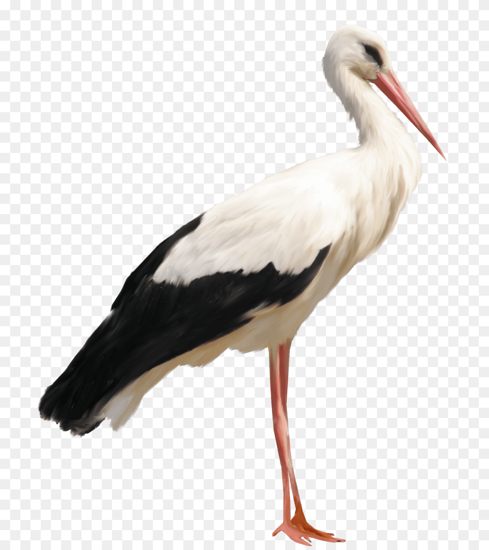 Standing Stork, Animal, Bird, Waterfowl Png