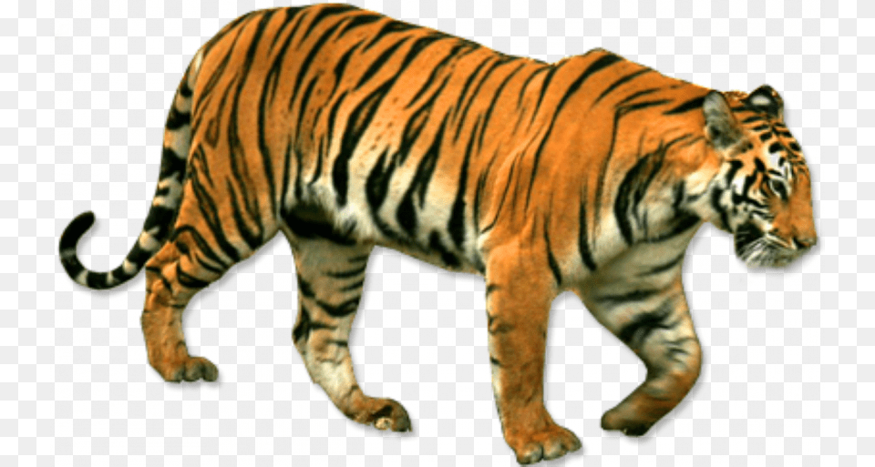 Standing Tiger Editing Tiger Hd, Animal, Mammal, Wildlife Png Image