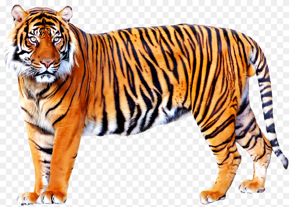 Standing Tiger Images, Animal, Mammal, Wildlife Png Image