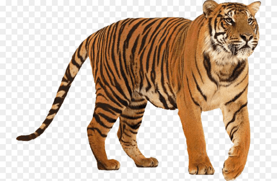 Standing Tiger Tiger, Animal, Mammal, Wildlife Free Png Download