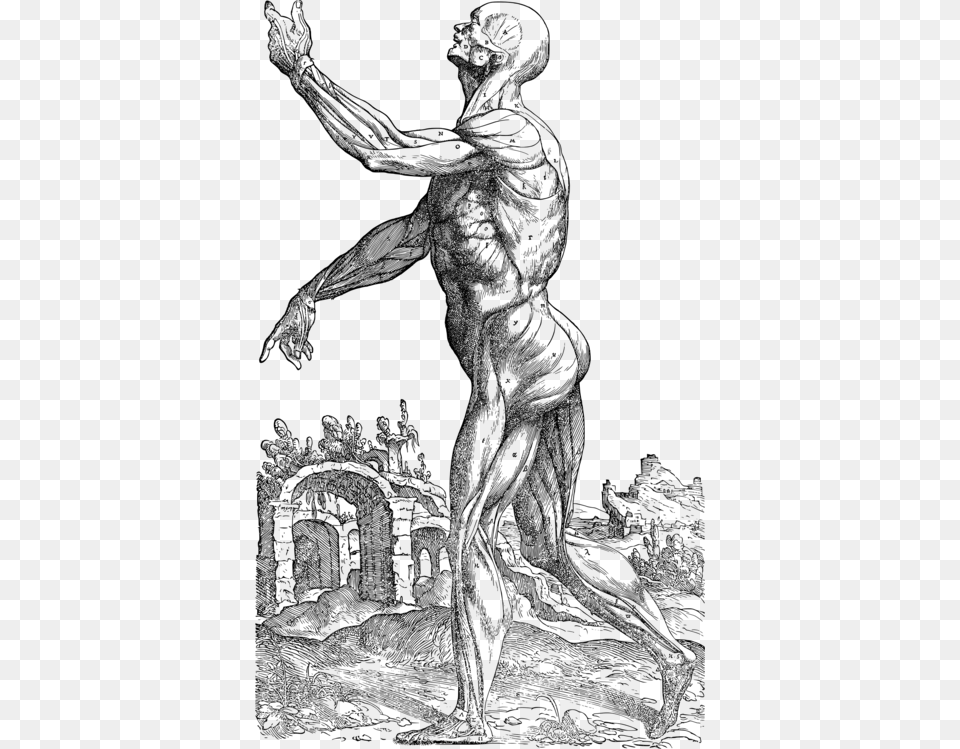 Standingline Arthuman Body Vesalius De Humani Corporis Fabrica, Gray Png