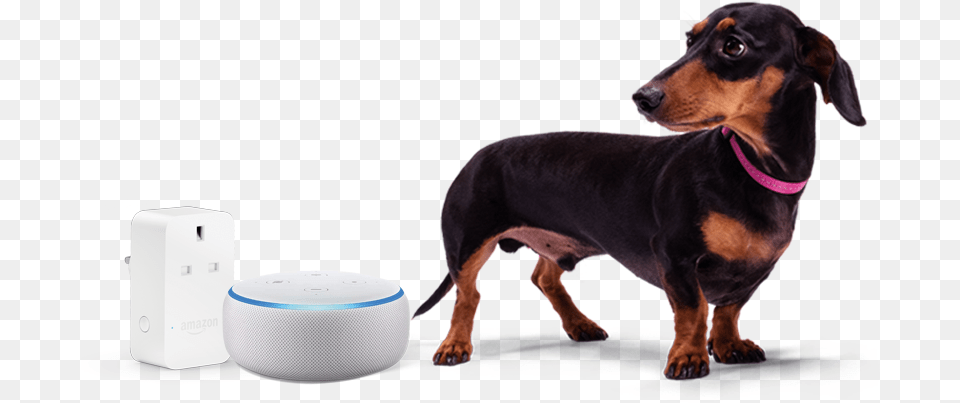 Stanley And Amazon Echo Dot And Plug, Animal, Canine, Dog, Mammal Png