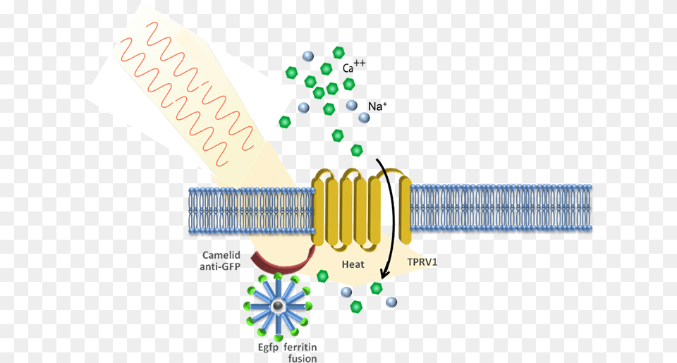 Stanley Diagram, Art, Graphics Png Image