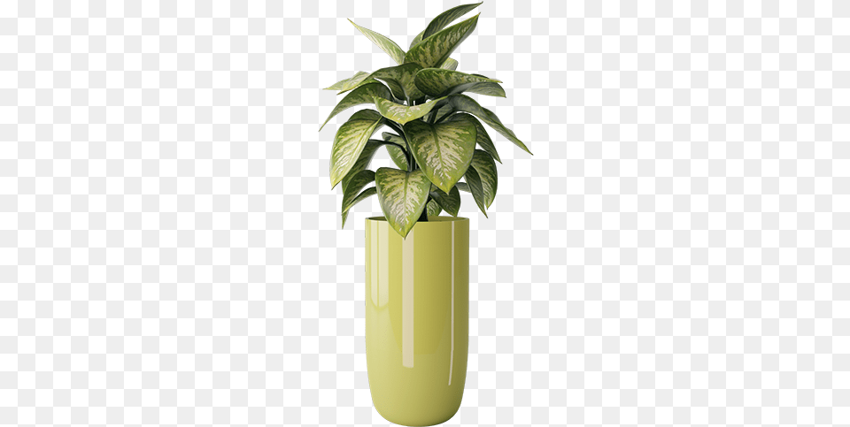 Stanley Plant Flowerpot, Jar, Leaf, Planter, Potted Plant Png Image