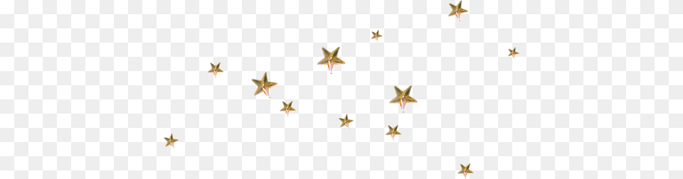Star, Animal, Sea Life Png