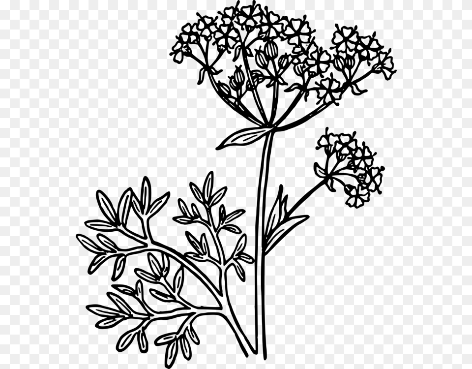 Star Anise Drawing Plants Herb, Gray Free Png Download