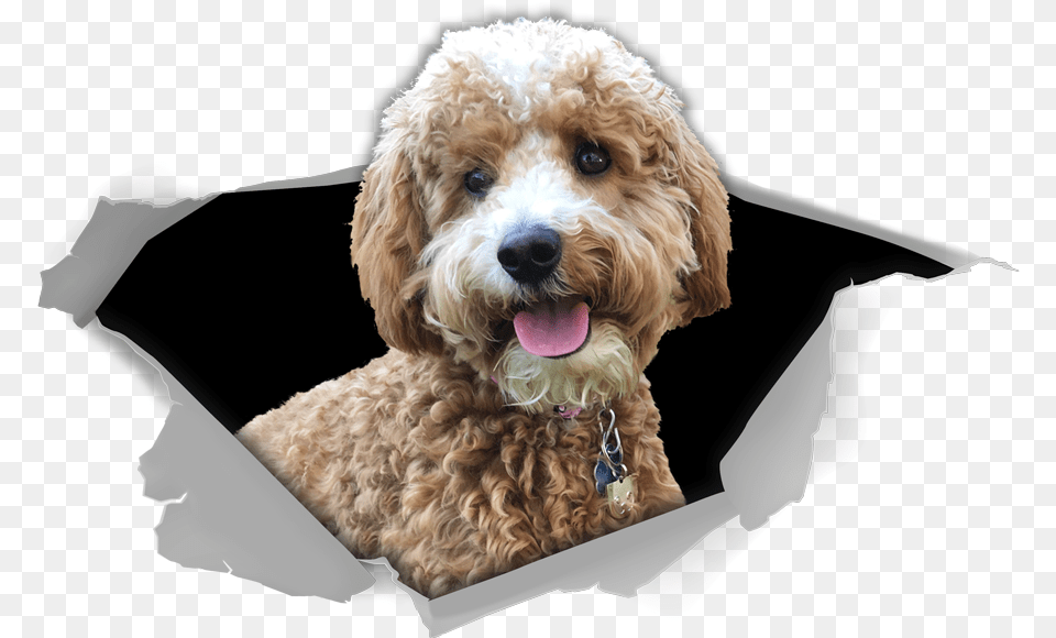 Star Doodle, Animal, Canine, Dog, Mammal Png Image