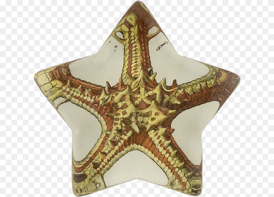 Star Fish, Animal, Sea Life Png Image