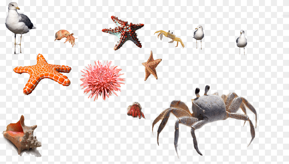 Star Fish, Animal, Bird, Sea Life, Dinosaur Png