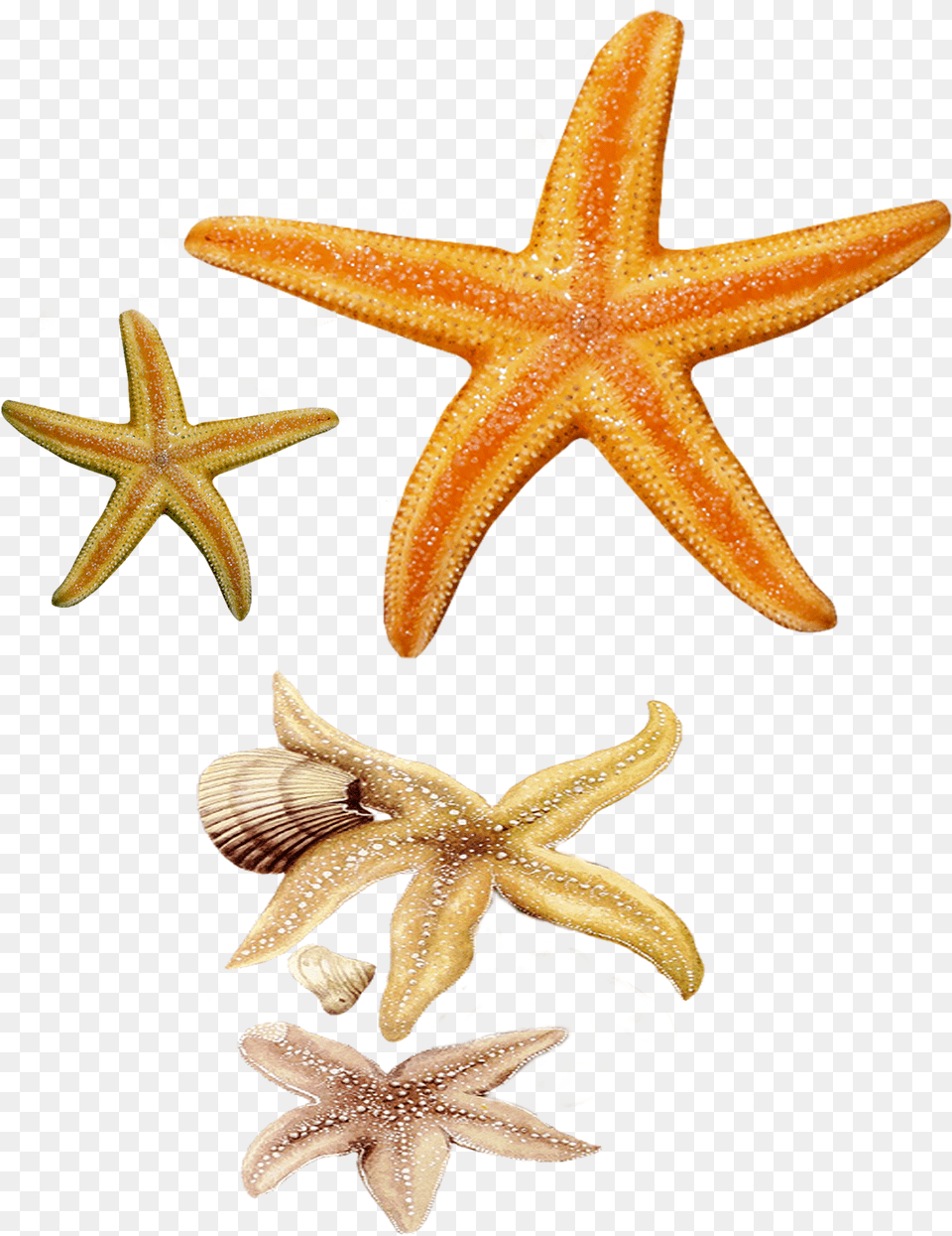 Star Fish And Clipart Free Fish Star, Animal, Invertebrate, Sea Life, Starfish Png Image