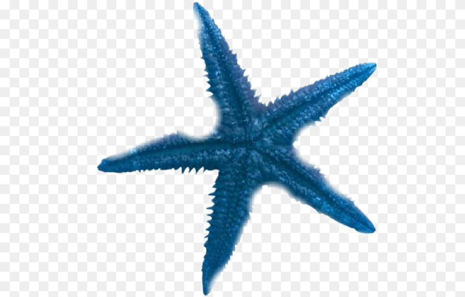 Star Fish Starfish Sea Blue Sticker By Savannah Blue Starfish Clipart, Animal, Sea Life, Invertebrate Free Png Download