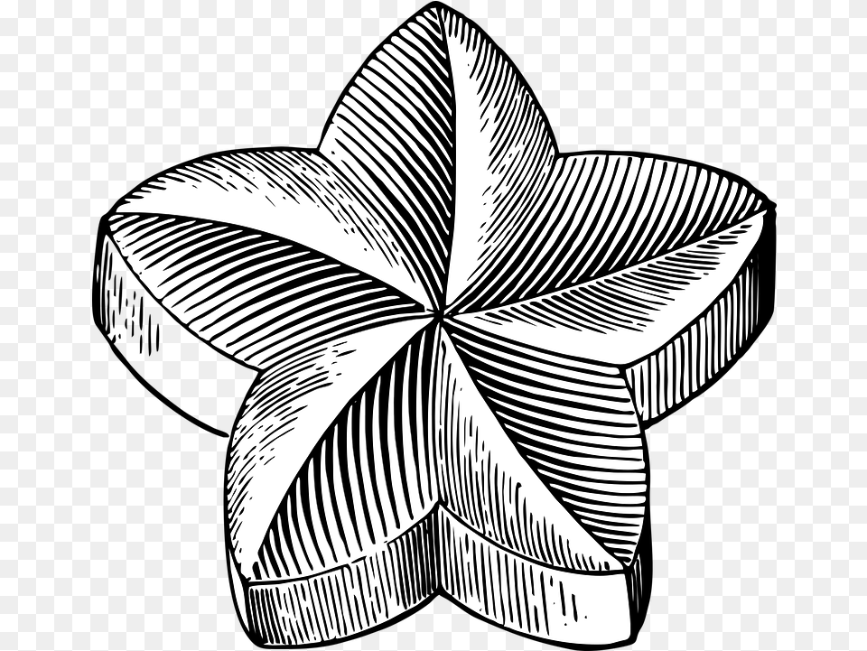 Star Flower Shape Free Vector Graphic On Pixabay Star Flower Drawing, Leaf, Plant, Art, Symbol Png Image