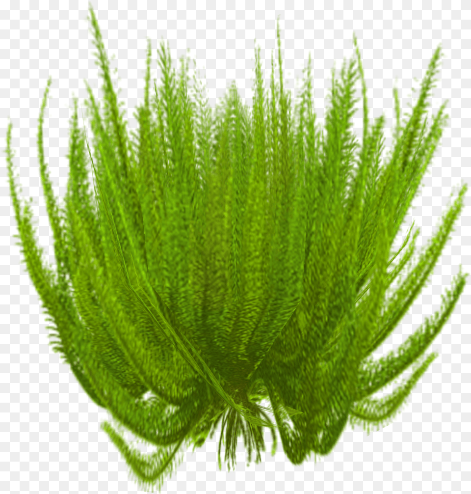 Star Grass, Water, Plant, Moss, Leaf Free Png