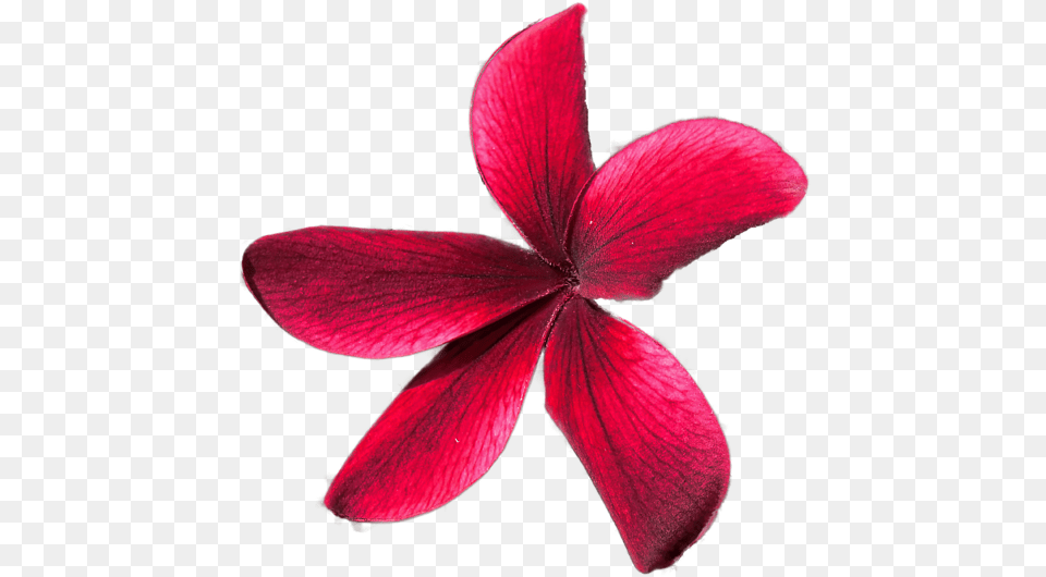 Star Icon, Flower, Geranium, Petal, Plant Free Png Download