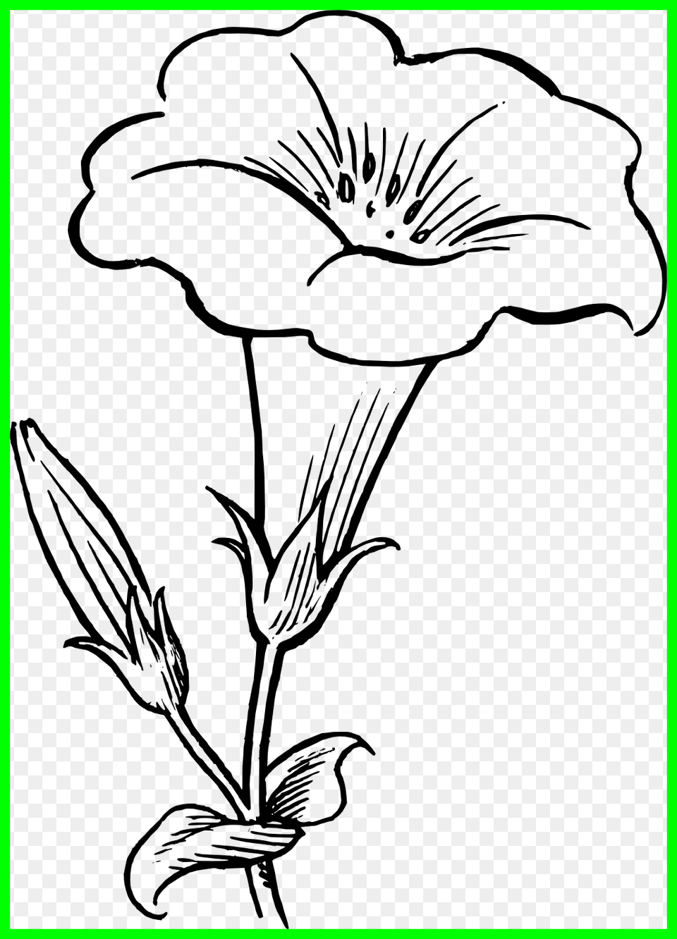 Star Lily Flower Black And White Clipart Morning Glory Flower Drawing, Green Png