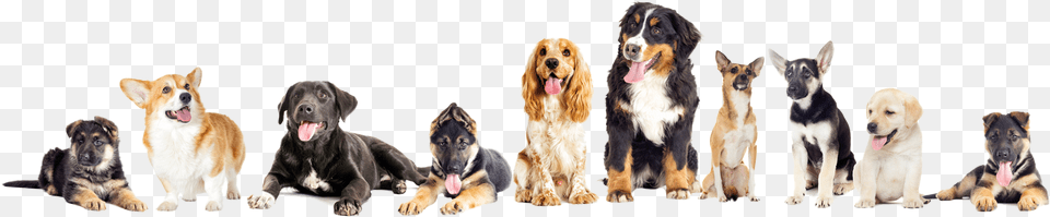 Star Luxurious Pet Hotel And Spa Pet, Animal, Canine, Dog, Hound Png Image