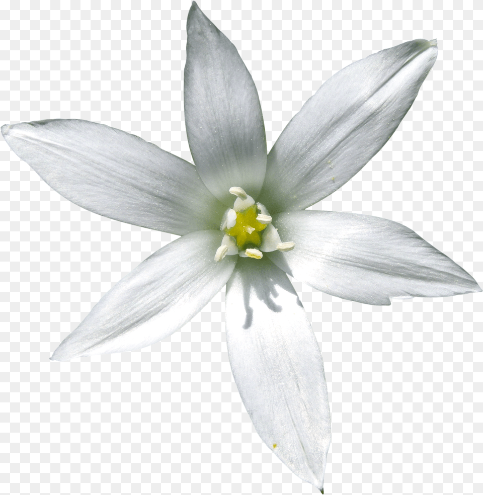 Star Of Bethlehem, Flower, Plant, Pollen, Anther Png