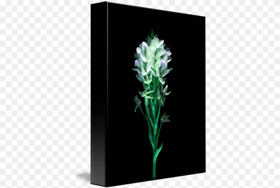 Star Of Bethlehem I By Linda Cavaney Floral Design, Flower, Plant, Petal, Orchid Free Png Download
