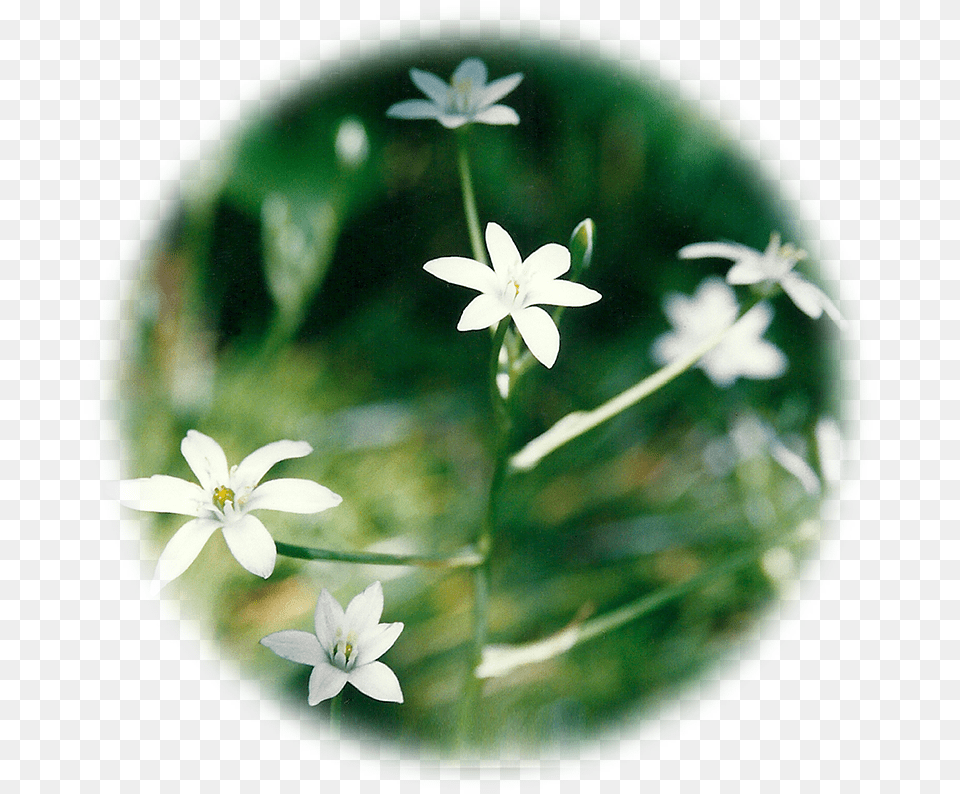 Star Of Bethlehem Jasmine, Flower, Plant, Geranium Free Png Download