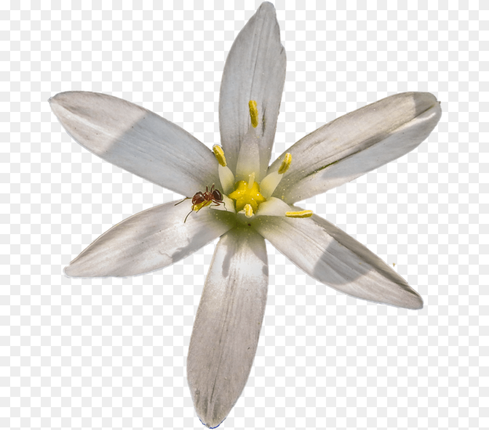 Star Of Bethlehem With Ant By Bunny With Camera Saffron Crocus, Pollen, Plant, Flower, Petal Png Image