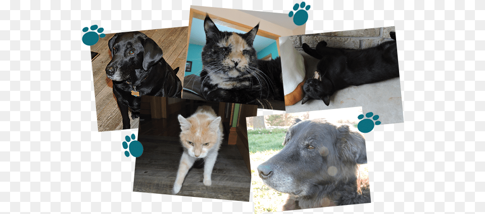Star Pet For June Companion Dog, Art, Collage, Animal, Canine Free Png