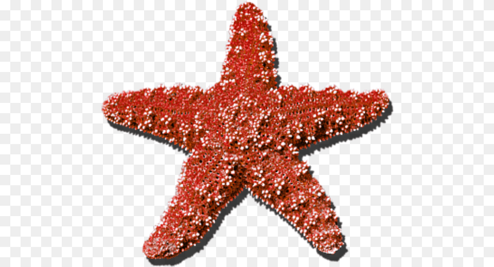 Star Seastar Summer Red Sticker Freetoedit All The Stars Are Coming Out Tonight They Re Lighting, Animal, Sea Life, Chandelier, Lamp Free Png Download