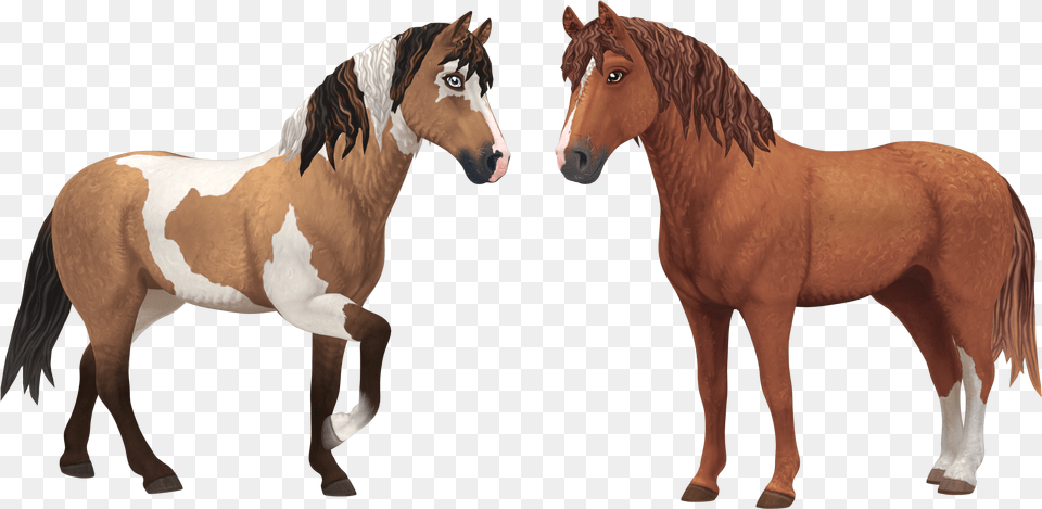 Star Stable Curly Horse, Animal, Colt Horse, Mammal, Stallion Png Image
