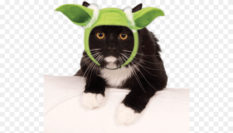 Star Wars Yoda Hood Cat Costume Cats Yoda Star Wars Ears, Animal, Mammal, Pet, Plush Png