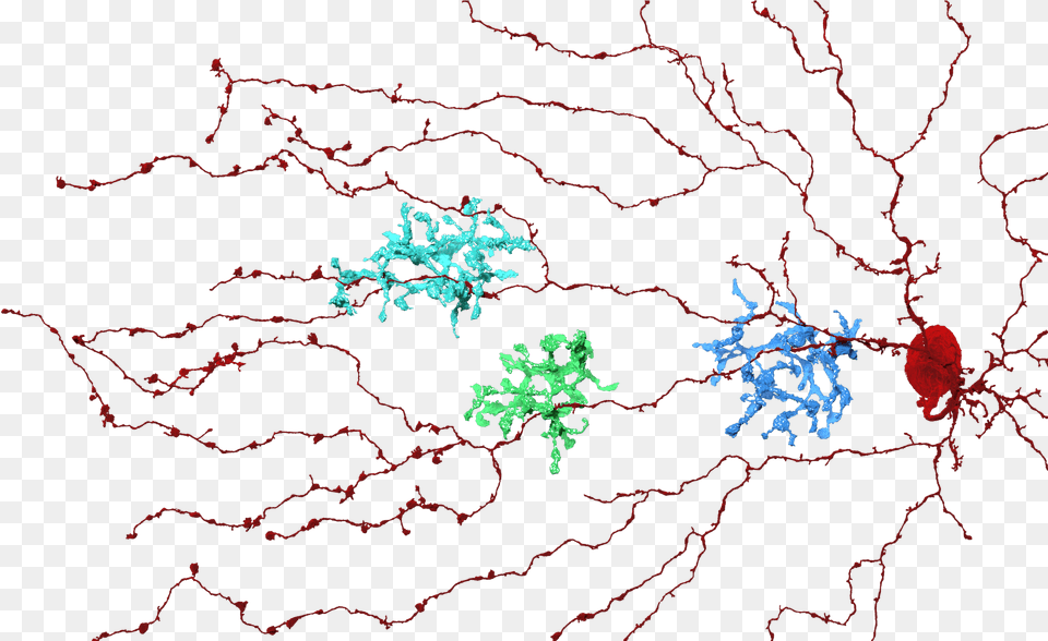 Starburst Bipolar Cell Eyewire Neurons Nature Ramificaciones De Las Dendritas, Pattern, Accessories, Fractal, Ornament Png