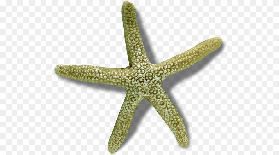 Starfish, Animal, Sea Life, Invertebrate, Blade Free Transparent Png