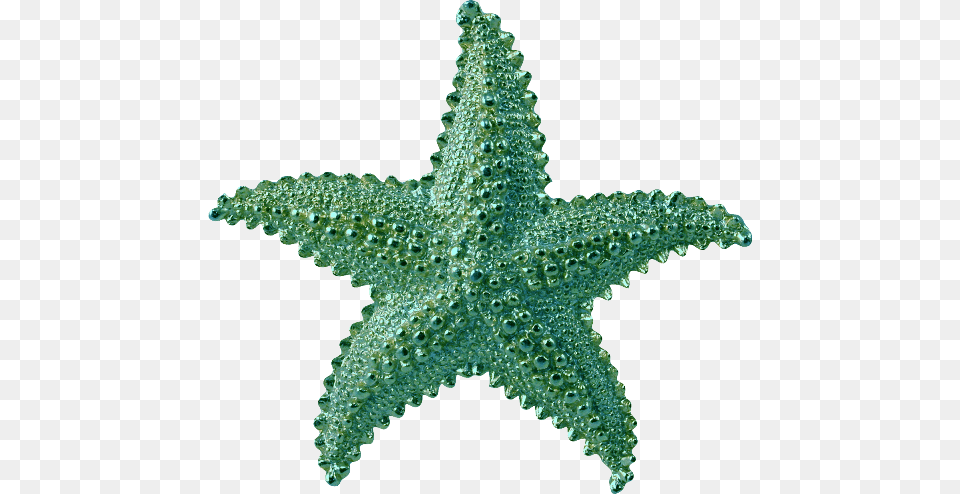 Starfish, Plant, Animal, Sea Life, Invertebrate Free Png